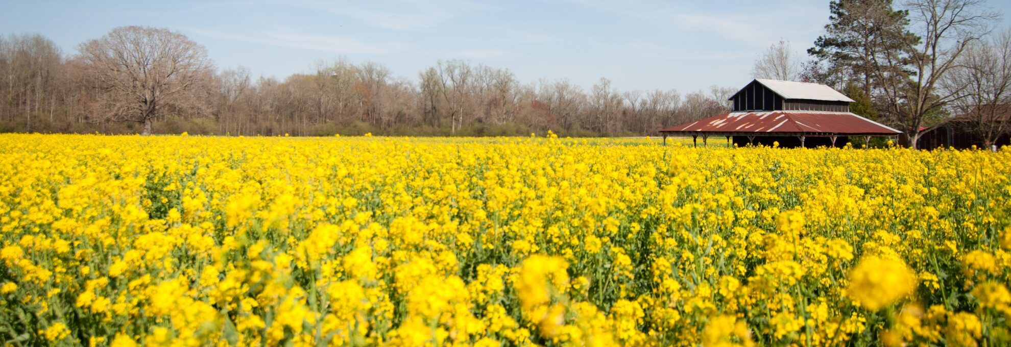 Field in Duplin County